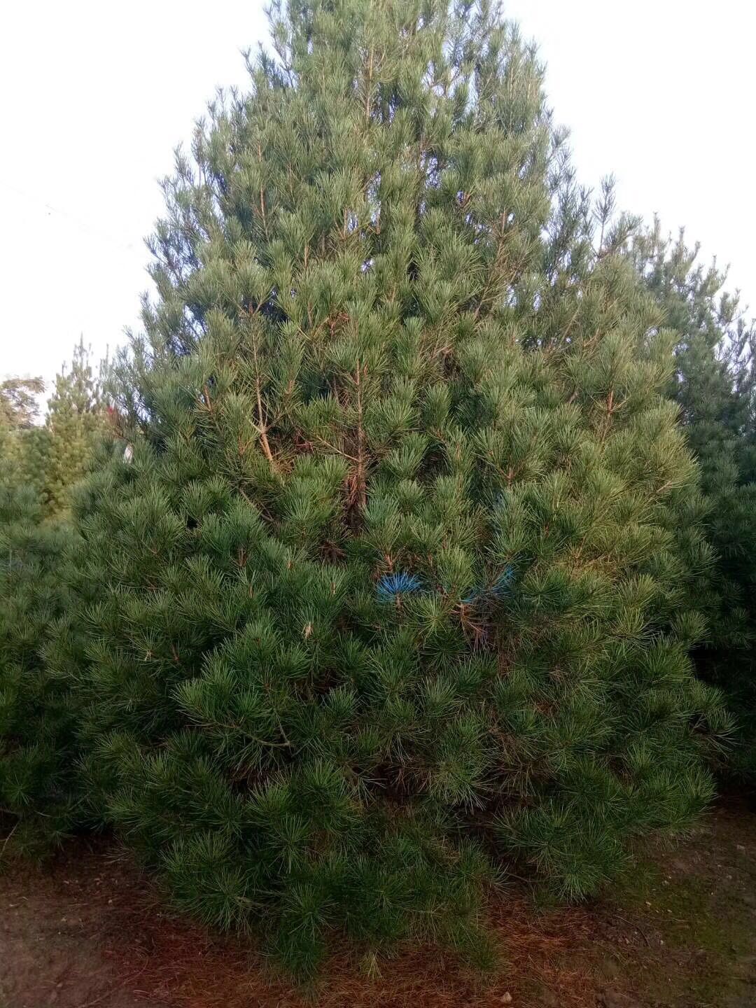 龍口1.5米白皮松