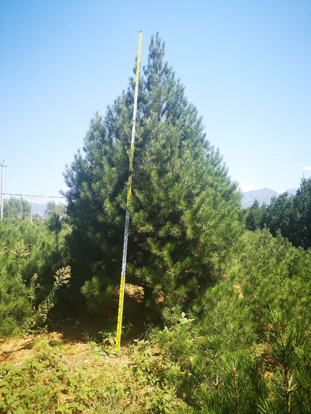 龍崗區(qū)1.5米白皮松