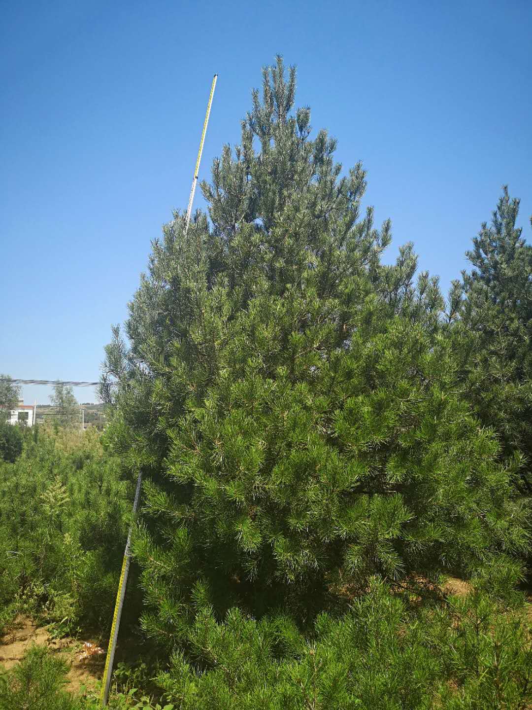 龍州縣1.5米白皮松