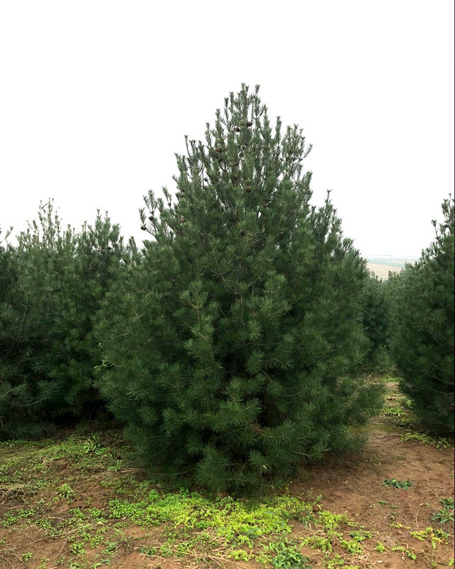 龍川縣1.5米白皮松